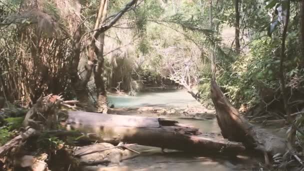 Bosques tropicales de Laos — Vídeos de Stock