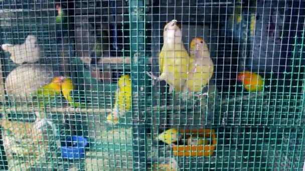 Попугаи и горлицы в клетке — стоковое видео