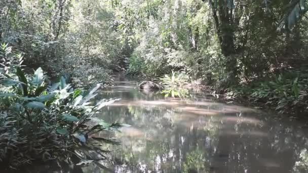 En bäck i regnskogen — Stockvideo