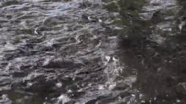 Balık tilapia nehirde beslenir.