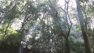 Güneşli bir günde Tropikal yağmur ormanı