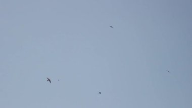 Swift 'ler hızlı uçuşta gökyüzünü serer.