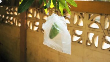 Olgunlaşan mango meyveleri polietilen ile kaplıdır.