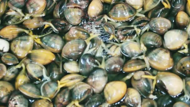 Lebende Muscheln in einer Schüssel — Stockvideo