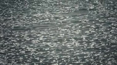 Nehirde yüzen köpük bulutu.