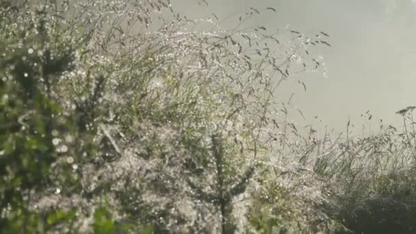 Licht van druppels in de ochtendmist bij zonsopgang. — Stockvideo