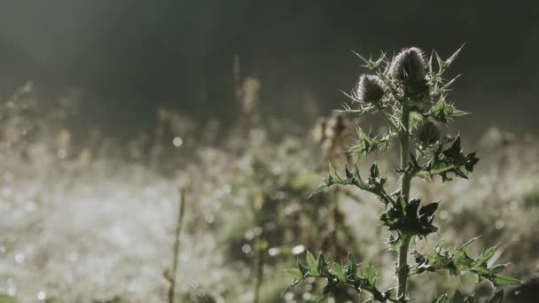 Meadow, morning mist and Thistle — Stock Video