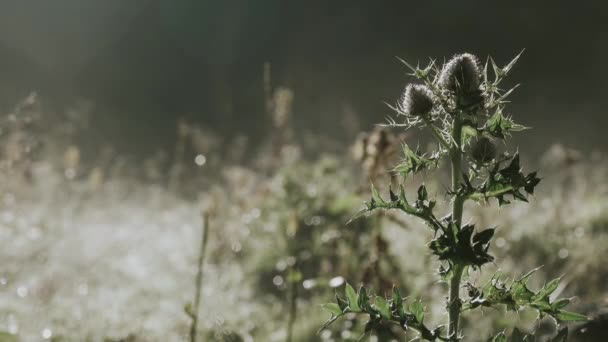 Äng, morgondimma och tistel — Stockvideo