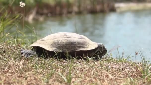 Θαλάσσια χελώνα Amboina box (Cuora amboinensis) — Αρχείο Βίντεο