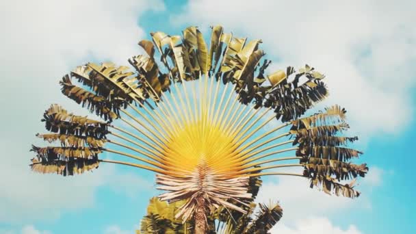 Árbol de Madagascar (Ravenala madagascariensis) — Vídeos de Stock