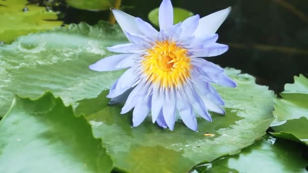 Nilvatten lilja (Nymphaea lotus) — Stockvideo