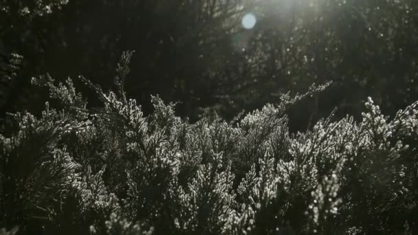 Silver landscape in the juniper forest — Stock Video