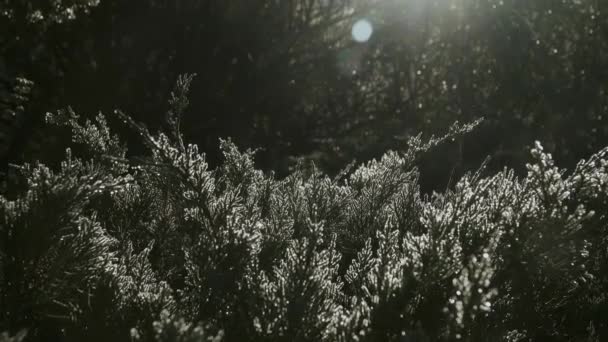 Zilveren landschap in het jeneversbos — Stockvideo