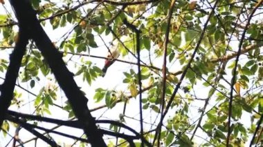Kırmızı bıyıklı Bulbul (Pycnonotus jocosus) kuşu