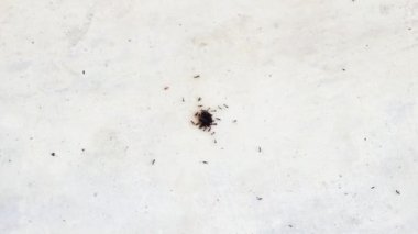 Firavun karıncaları (Monomorium Pharaonis) birlikte yaşar.