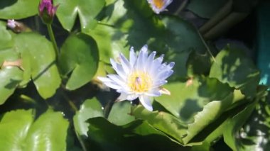 Mavi Lotus (Nymphaea caerulea) aslında Waterlly..