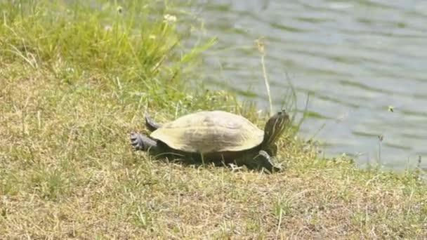 Amboina box turtle (Cuora amboinensis) on the shore — Stock Video
