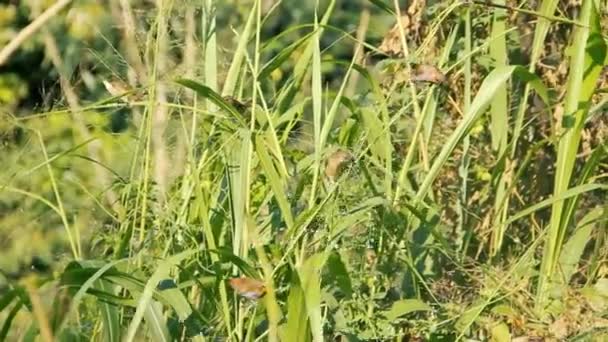 Amadina, Spotted munia (Lonchura punctulata) зграя — стокове відео