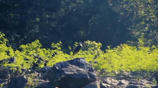 La cigogne à cou laineux (Ciconia episcopus) siège — Video