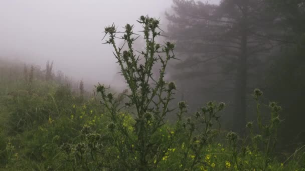 Cirsium sychnosanthum in het bos en een mistige avond — Stockvideo