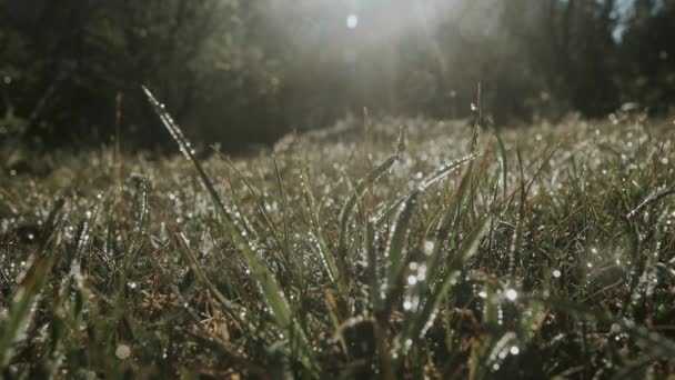 Magnificence of living nature. — Stock Video