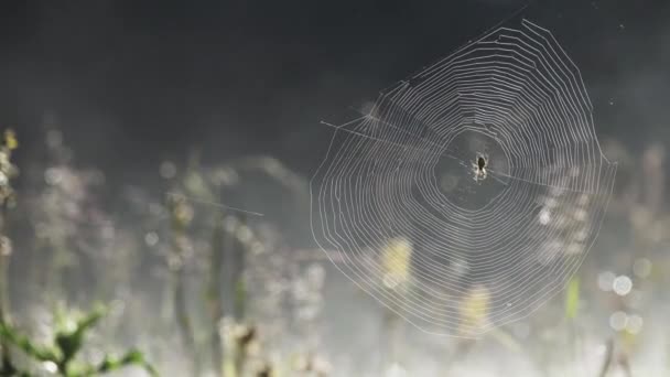 Toile d'araignée est couverte de gouttes de rosée du matin — Video