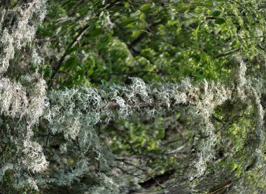 Oakmoss (Evernia prunastri) sık ağaç dallarını kaplar