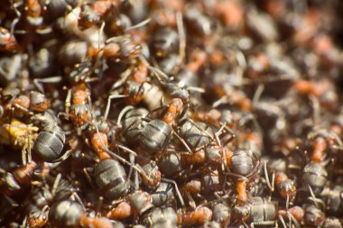 Karınca yuvasında hareket eden karıncalar Marco çok sayıda böcek arkaplanı