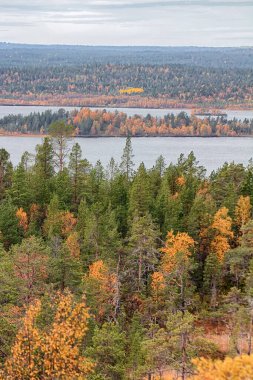 Sakin bir sonbahar. Boreal kozalaklı ormanlarında sonbaharın ortasında huş ağacı ve kavak ağacı karışımı, göl ülkesi. İskandinavya, Laponya