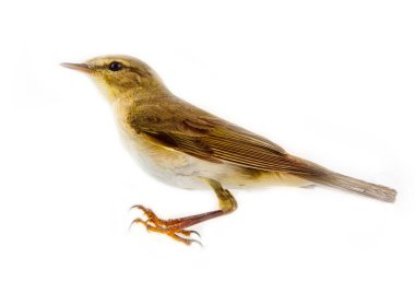 Söğüt bülbülü (söğüt çalıkuşu, Phylloscopus trochilus), sarı-yeşil kuş, orman kuşu, gelip geçen kuşlar - beyaz arkaplan