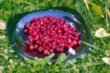 Olgunlaşmış yabani çilekler - tatlı ve kokulu çilekler. Böğürtlenler siyah kablı, çevre dostu ürün