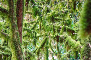 Ünlü Boxwood Colchis (Buxus colchica) subtropikal yemyeşil örtülü Neckera yosunu, buzul öncesi Avrupa 'daki bitkilerin yeniden bağlanması Odesa' yı gördü. Demir ahşap, suya batmaz. Kolhis. Karadeniz 'in doğu kıyısı