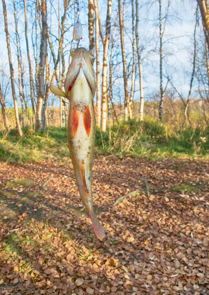 Autumn fishing. Just out of water large perch