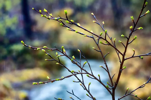 Bahar. Genç, yeşil yapraklar dallarda