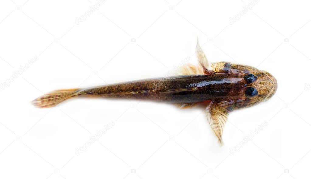 Fish Of India, Backwater Kerala. Goby fishes (Gobius). Freshwater gobies and fish living in estuaries