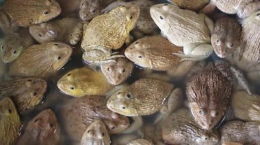 Chinese Bullfrog in market