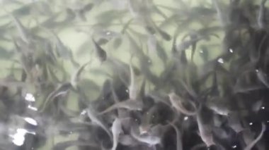 Many catfish fry for sale in the Thai market