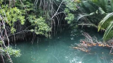 A piece of winter mangrove forest