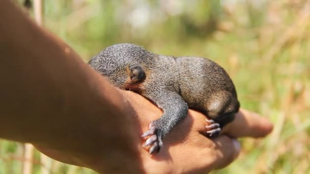 Młode wiewiórki pallas — Wideo stockowe