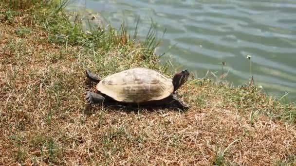 Θαλάσσια χελώνα Amboina box (Cuora amboinensis) — Αρχείο Βίντεο