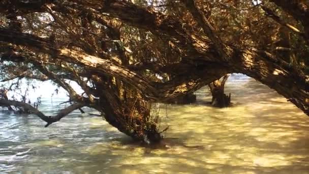 Остатки древесных зарослей на месте мангровых лесов — стоковое видео