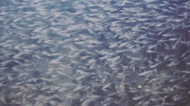 Escolas densas de peixes de anchova — Vídeo de Stock