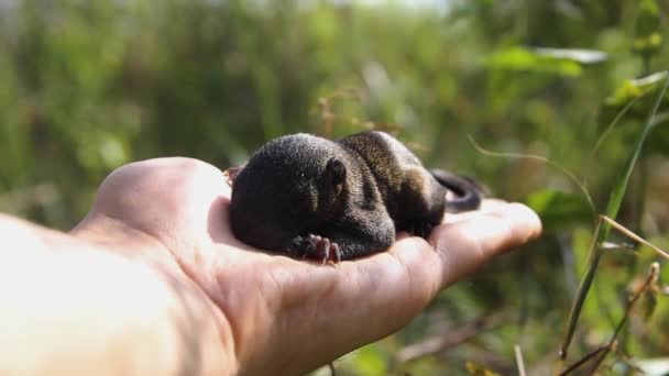 Cachorro de ardilla de Pallas — Vídeos de Stock