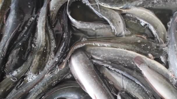 Many catfish for sale in the Thai market — Vídeo de stock