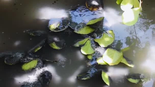 Hoge eutrofiëring in de winter — Stockvideo