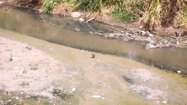 Sungai kecil meninggal karena kelimpahan air lambung kapal — Stok Video