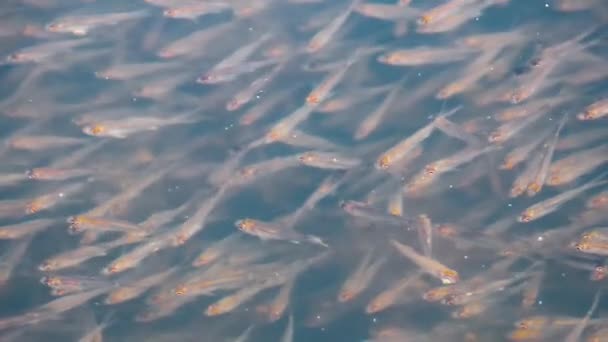 Husté hejna sardelí ryby — Stock video