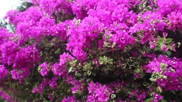 Bougainvillea 'nın kış çiçekleri — Stok video