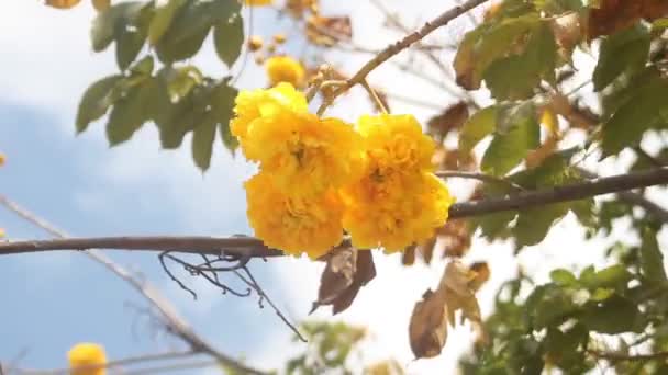 Cochlospermum Regium, tabebuia ayrıca sarı pamuk ağacı olarak da bilinir. — Stok video