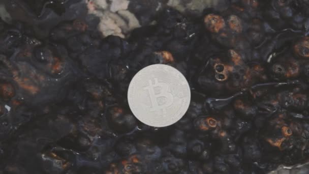 Bitcoin prata no fundo da vegetação morta marrom. Conceito de um mundo novo e moribundo — Vídeo de Stock